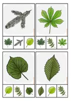Vorschau - Fördermaterial/Inklusion - Klammerkarten, Früchte und Blätter, Wald - Seite 3