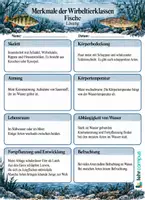 Vorschau - Arbeitsblätter - Wirbeltiere – Das große Materialpaket 🐸🐟🐢🐦🐿️ - Seite 3