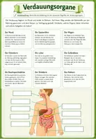 Vorschau - Arbeitsblätter - 🥗 Die Verdauungsorgane – Der Weg der Nahrung durch unseren Körper Klasse 7/8 Biologie (Bio) - Deckblatt