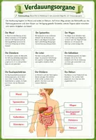 Vorschau - Arbeitsblätter - 🥗 Die Verdauungsorgane – Der Weg der Nahrung durch unseren Körper Klasse 7/8 Biologie (Bio) - Seite 2