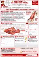 Vorschau - Unterrichtsreihen - 💪🦴 Muskeln – Komplettpaket 🔬↔️ | Muskelaufbau, Bewegung & Gegenspielerprinzip | 3 Arbeitsblätter ✏️ Lösungen ✅ Einstieg 💡 Ausstieg 🏆 Unterrichtsablauf 👩🏫 | Klasse 7–8 Biologie (Bio) 🎓 - Deckblatt