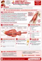 Vorschau - Unterrichtsreihen - 💪🦴 Muskeln – Komplettpaket 🔬↔️ | Muskelaufbau, Bewegung & Gegenspielerprinzip | 3 Arbeitsblätter ✏️ Lösungen ✅ Einstieg 💡 Ausstieg 🏆 Unterrichtsablauf 👩🏫 | Klasse 7–8 Biologie (Bio) 🎓 - Seite 2