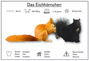 Vorschau - Arbeitsblätter - Das Eichhörnchen: Steckbrief (Poster, Vorlage, ausgefüllt, ergänzende Infos) - Seite 1