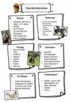 Vorschau - Arbeitsblätter - Das Eichhörnchen: Steckbrief (Poster, Vorlage, ausgefüllt, ergänzende Infos) - Seite 2