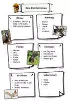 Vorschau - Arbeitsblätter - Das Eichhörnchen: Steckbrief (Poster, Vorlage, ausgefüllt, ergänzende Infos) - Seite 3
