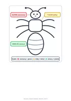 zapowiedź - 🐞 Owady jesienią – obserwujemy i klasyfikujemy - strona 2