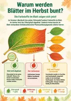 Vorschau - Poster - Poster Blattfärbung im Herbst erklärt 5. & 6. Klasse - Deckblatt