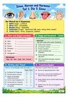 Vorschau - Arbeitsblätter - Sinne, Nerven Hormone - Biologie Klasse 7-9, Vertretungsstunde + Übungen - Seite 1