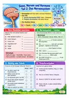 Vorschau - Arbeitsblätter - Sinne, Nerven Hormone - Biologie Klasse 7-9, Vertretungsstunde + Übungen - Seite 2