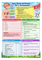 Vorschau - Arbeitsblätter - Sinne, Nerven Hormone - Biologie Klasse 7-9, Vertretungsstunde + Übungen - Seite 3