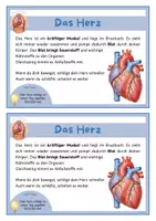 Vorschau - Arbeitsblätter - Das Herz – Arbeitsblatt, Bildkarte | Körper & Organe | Sachunterricht Klasse 3/4 | GRATIS - Seite 2