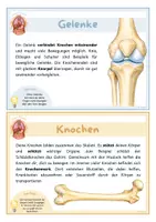 Vorschau - Präsentationen/Tafelbilder - Knochen, Muskeln und Gelenke - Unser Körper | Bildkarten & Wissenskarten - Seite 2