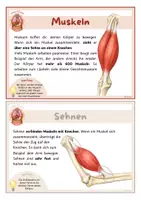 Vorschau - Präsentationen/Tafelbilder - Knochen, Muskeln und Gelenke - Unser Körper | Bildkarten & Wissenskarten - Seite 3