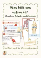 Vorschau - Präsentationen/Tafelbilder - Knochen, Muskeln und Gelenke - Unser Körper | Bildkarten & Wissenskarten - Deckblatt