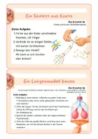 Vorschau - Experimente - Körper und Organe: 8 Experimente für den Sachunterricht - Seite 2
