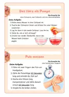 Vorschau - Experimente - Körper und Organe: 8 Experimente für den Sachunterricht - Seite 3