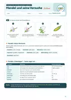 Vorschau - Arbeitsblätter - Gregor Mendel und seine Versuche: Einführung in die Genetik – Leben, Erbsenexperimente & erste Fachbegriffe | Unterrichtsreihe "Genetik", Biologie 9./10. Klasse – inkl. Gruppenprojekt - Seite 2