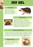 Vorschau - Arbeitsblätter - Igel - Seite 1