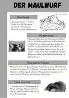 Vorschau - Arbeitsblätter - Maulwurf - Seite 2