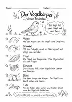 Vorschau - Arbeitsblätter - Vögel: Körperbau, Federn und Schnäbel - differenzierte Arbeitsblätter für Klasse 2 - Seite 3