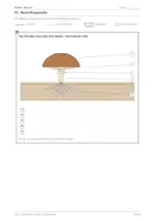 Vorschau - Stundenentwürfe - Biologie: Lapbook - Pilze - Seite 2