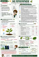 Vorschau - Unterrichtsreihen - 🌿☀️ Fotosynthese & Zellatmung ⚡♻️ | Unterrichtsmaterial Biologie (Bio) | Arbeitsblätter, Lösungen, Einstieg & Ausstieg | Klasse 7,8 - Seite 2