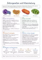 Vorschau - Poster - Zellorganellen & Arbeitsteilung – Biologie Spickzettel & Lernzettel | Zellkern, Mitochondrien, Chloroplasten, ER, Golgi-Apparat, Ribosomen & Proteintransport | Illustrierte Wissensübersicht - Deckblatt