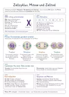 Vorschau - Poster - Zellzyklus, Mitose & Zelltod – Biologie Spickzettel & Lernzettel | Zellteilung, Mitosephasen, Interphase, DNA-Verdopplung, Cytokinese, Apoptose & Nekrose | Illustrierte Wissensübersicht - Deckblatt