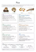 Vorschau - Poster - Mikroben, Pilze & Parasiten – 10 Biologie-Spickzettel | Bakterien, Viren, Archaeen, Einzeller, Hefen, Flechten, Mikrobiom & Stoffkreisläufe | Lernzettel & Merkblätter - Seite 3