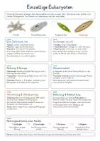 Vorschau - Poster - Mikroben, Pilze & Parasiten – 10 Biologie-Spickzettel | Bakterien, Viren, Archaeen, Einzeller, Hefen, Flechten, Mikrobiom & Stoffkreisläufe | Lernzettel & Merkblätter - Seite 1