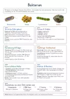 Vorschau - Poster - Bakterien – Biologie Spickzettel & Lernzettel | Bakterienzelle, Prokaryoten, Zellaufbau, Zweiteilung, Bakterienformen, Stoffwechsel & Antibiotikaresistenz | Illustrierte Wissensübersicht - Deckblatt