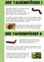 Vorschau - Arbeitsblätter - Tausendfüßer - Seite 3