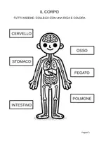 anteprima - Esercizi - Alla scoperta del corpo – In stampato maiuscolo per la classe 1ª - Pagina 2