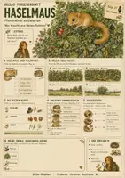 Vorschau - Arbeitsblätter - Haselmaus - kostenloses Materialpaket für Sachunterricht & Naturbildung | Bella Wildherz - Seite 2