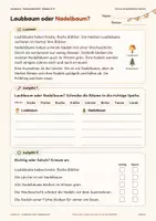 Vorschau - Arbeitsblätter - Laubbaum oder Nadelbaum? GRATIS Arbeitsblatt Herbst – Nadelbäume erkennen mit Lösung | Kl. 3–4 - Seite 2