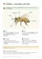 Vorschau - Arbeitsblätter - Wirbellose Tiere entdecken – Biologie Kl. 5/6 - Seite 3