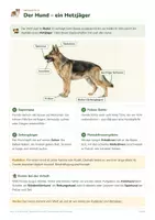 Vorschau - Arbeitsblätter - Haus- und Nutztiere – Biologie Kl. 5/6 - Seite 3