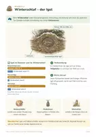 Vorschau - Arbeitsblätter - Tiere im Winter – Biologie Kl. 5/6 - Seite 3