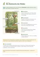 Vorschau - Arbeitsblätter - Lebensraum Wald – Biologie Kl. 5/6 - Seite 3