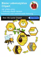 Vorschau - selbst erstellte Cliparts/Grafiken - Biene Lebenszyklus Clipart - Deckblatt