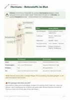 Vorschau - Arbeitsblätter - Hormone und Diabetes – Biologie Kl. 9/10 - Seite 2