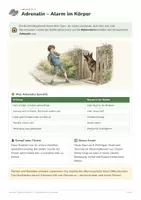 Vorschau - Arbeitsblätter - Hormone und Diabetes – Biologie Kl. 9/10 - Seite 3