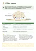 Vorschau - Arbeitsblätter - Synapse, Gifte und Drogen – Oberstufe - Seite 2