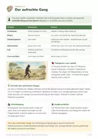 Vorschau - Arbeitsblätter - Evolution des Menschen – Biologie Oberstufe - Seite 3