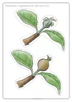 Vorschau - Unterrichtsreihen - Der Apfelbaum im Herbst: Rund um die Apfelernte - Seite 3