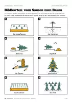 Vorschau - Arbeitsblätter - Tannenbaum Sachunterricht: Wie wächst ein Weihnachtsbaum? Werkstatt in 3 Stufen - Seite 3