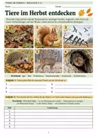 Vorschau - Arbeitsblätter - Tiere im Herbst Biologie Klasse 5 6 - Seite 2