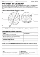 Vorschau - Arbeitsblätter - Herbst Blattverfärbung Biologie Klasse 5 6 - Seite 2