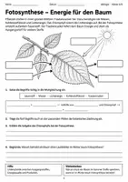 Vorschau - Arbeitsblätter - Herbst Blattverfärbung Biologie Klasse 5 6 - Seite 3