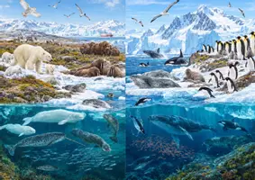 Vorschau - Poster - Arktis & Antarktis – Wimmelbild der Polarregionen | Tiere über und unter Wasser - Deckblatt